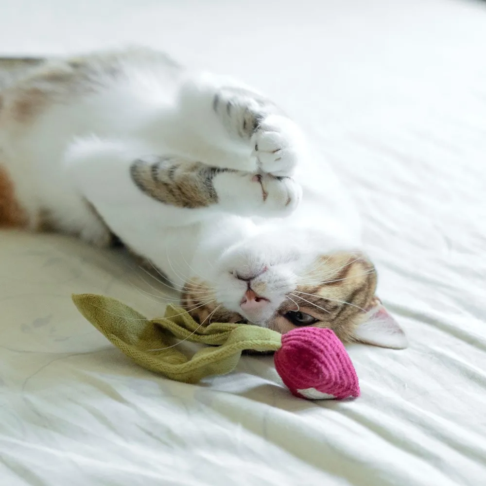 Lambwolf Collective Toys | Toys^Radish Cat Toy, Beet, X-Small